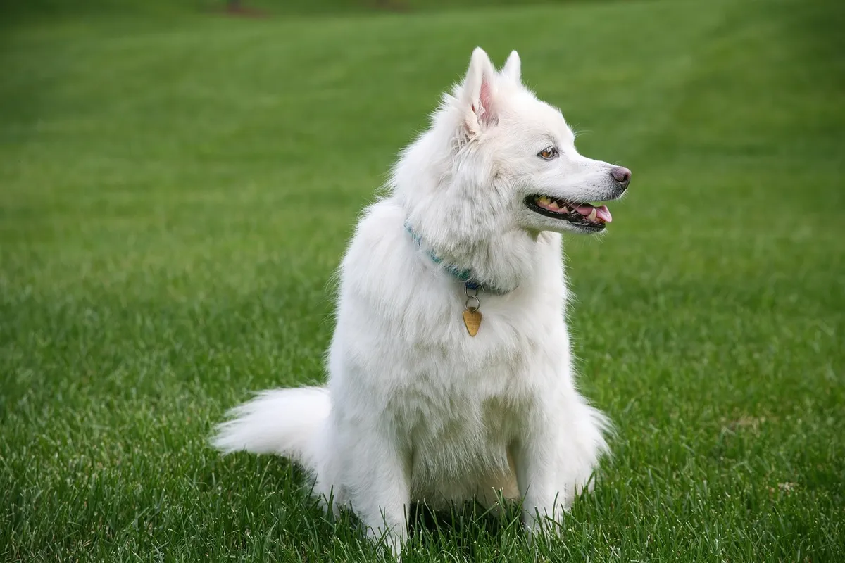 dog, pet, free wallpaper, american, free background, nature, cool backgrounds, wallpaper hd, windows wallpaper, full hd wallpaper, mac wallpaper, 4k wallpaper,