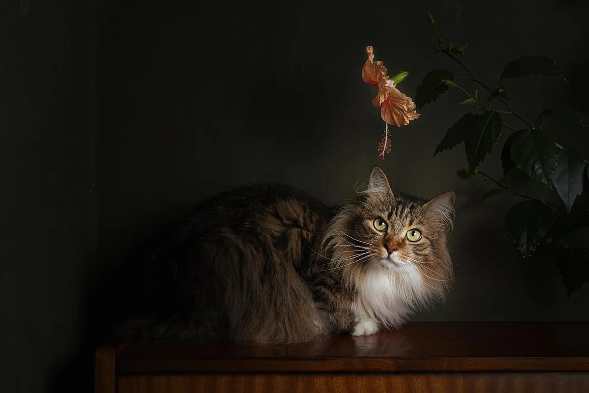cat, pet, floral background, beautiful flowers, cool backgrounds, laptop wallpaper, wallpaper 4k, free wallpaper, flower wallpaper, beautiful wallpaper, free ba