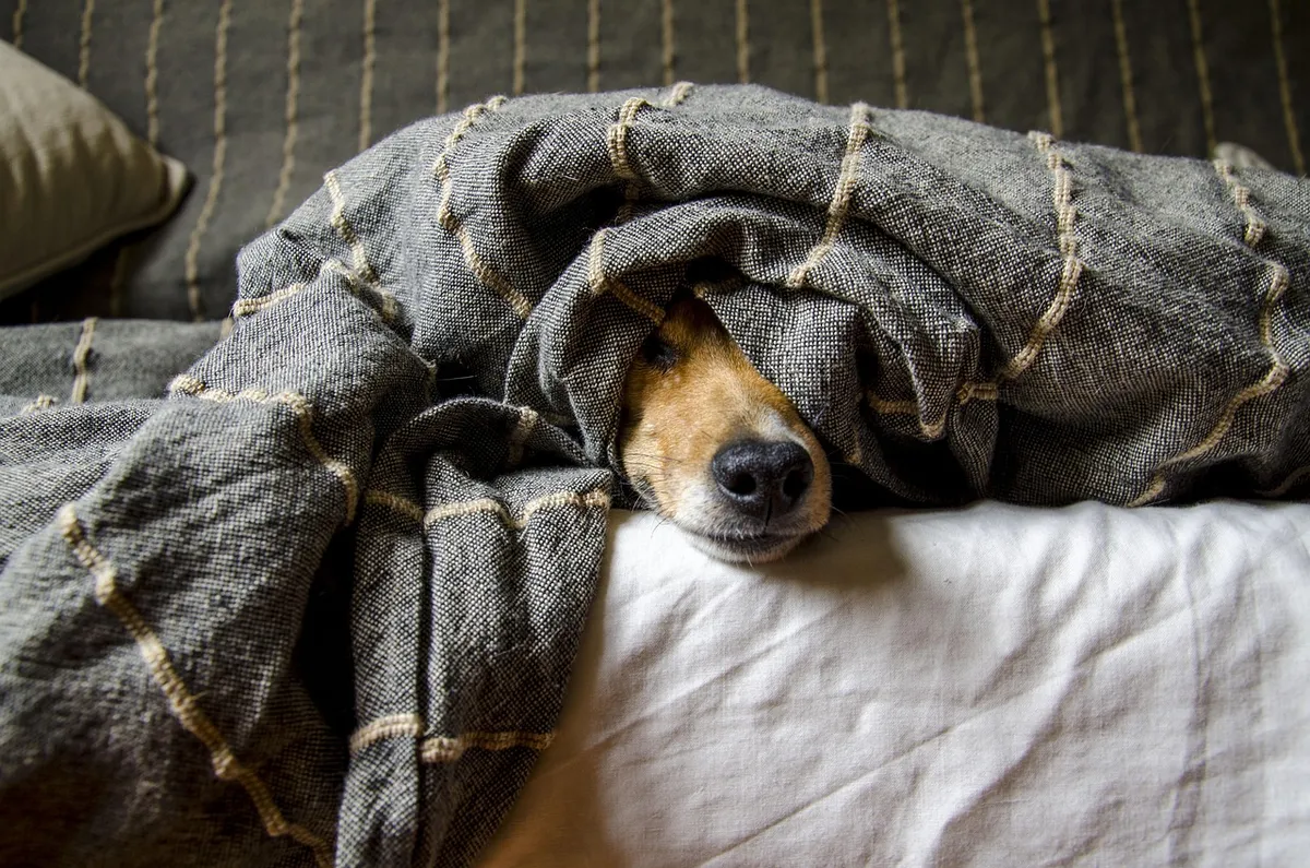 dogs, animals, dog, pet, animal, pets, nature, mammals