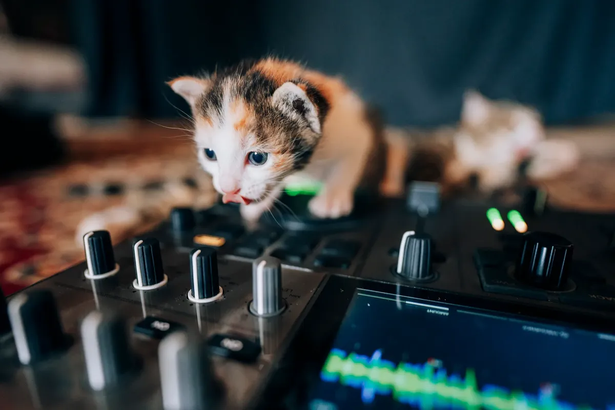 Cute kitten exploring a DJ mixer in a cozy indoor setting in Samarkand, Uzbekistan.